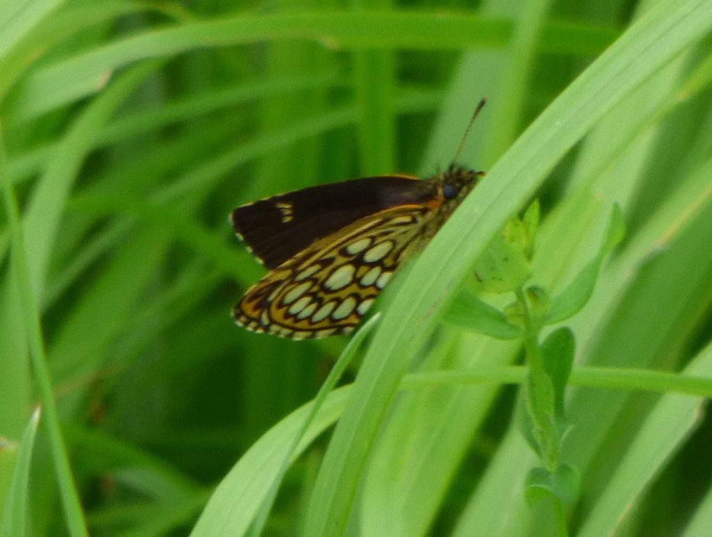 Heteropterus morpheus